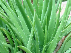 Aloe Vera